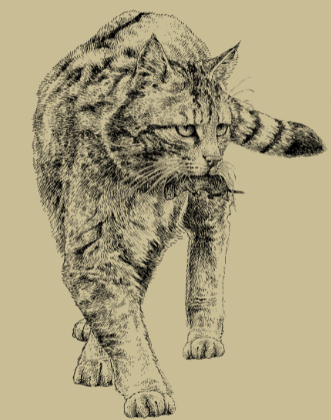 Kočka divoká